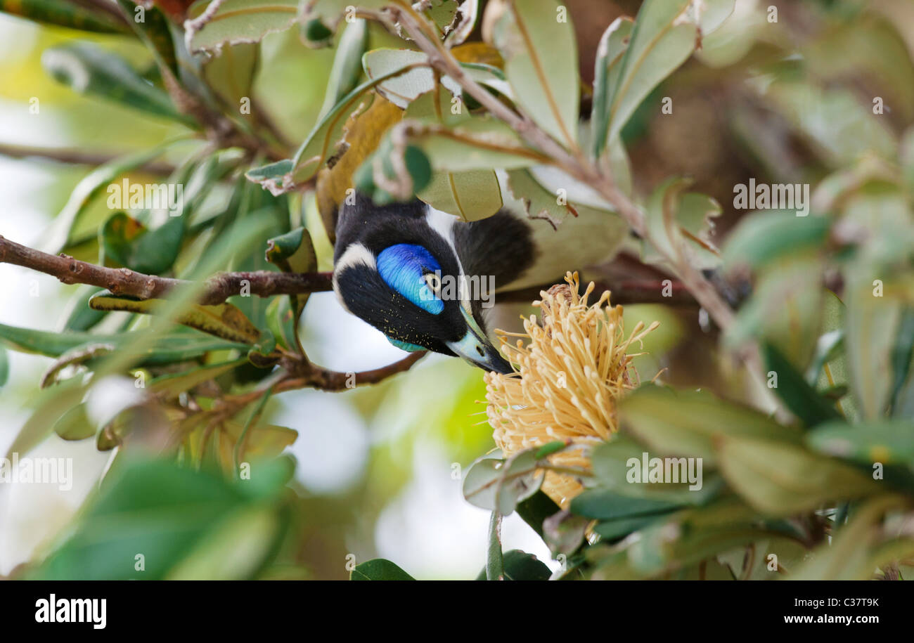 Un Méliphage face bleu (Entomyzon cyanotis) ou Bananabird sa tête autour de bâtons pour se rendre à une fleur de banksia Banque D'Images