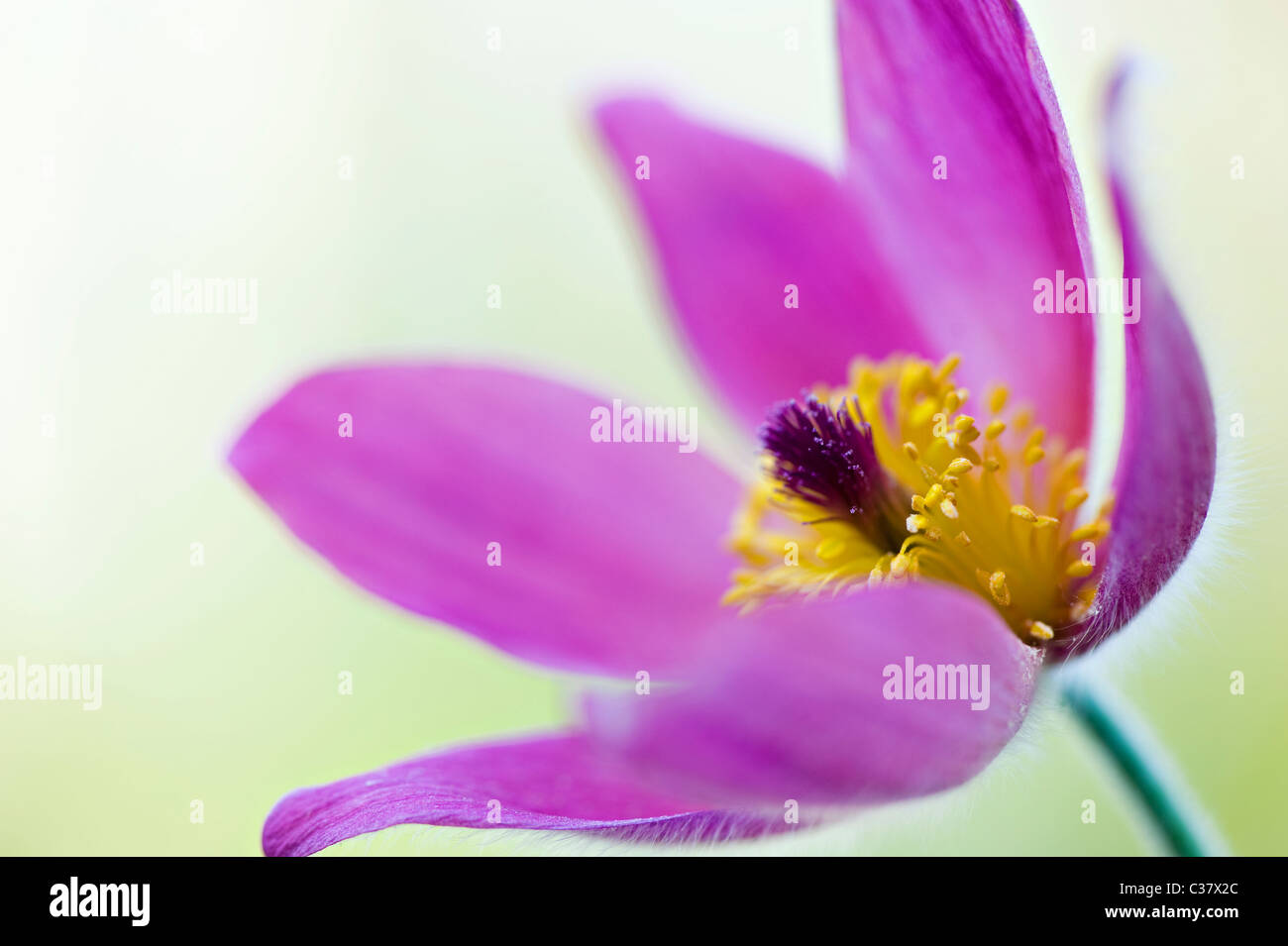 Une seule fleur pourpre chef de Pulsatilla vulgaris Anémone pulsatille, pasqueflower - Banque D'Images