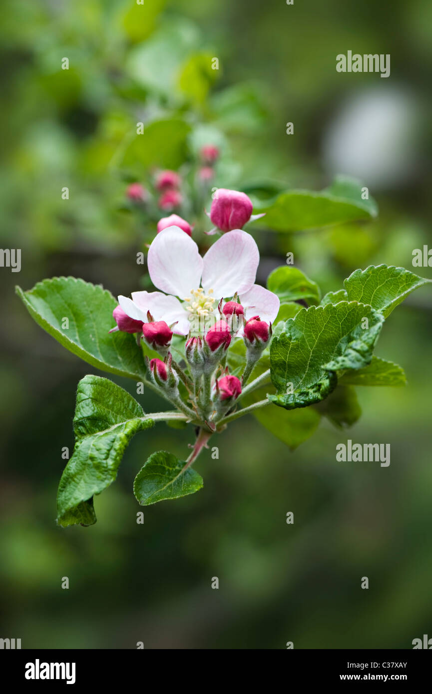 Des fleurs et des bourgeons du Bramley Apple Tree - Malus domestica Banque D'Images
