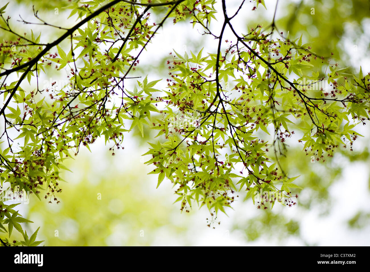 Feuilles d'érable japonais au printemps - Acer Japonica Banque D'Images