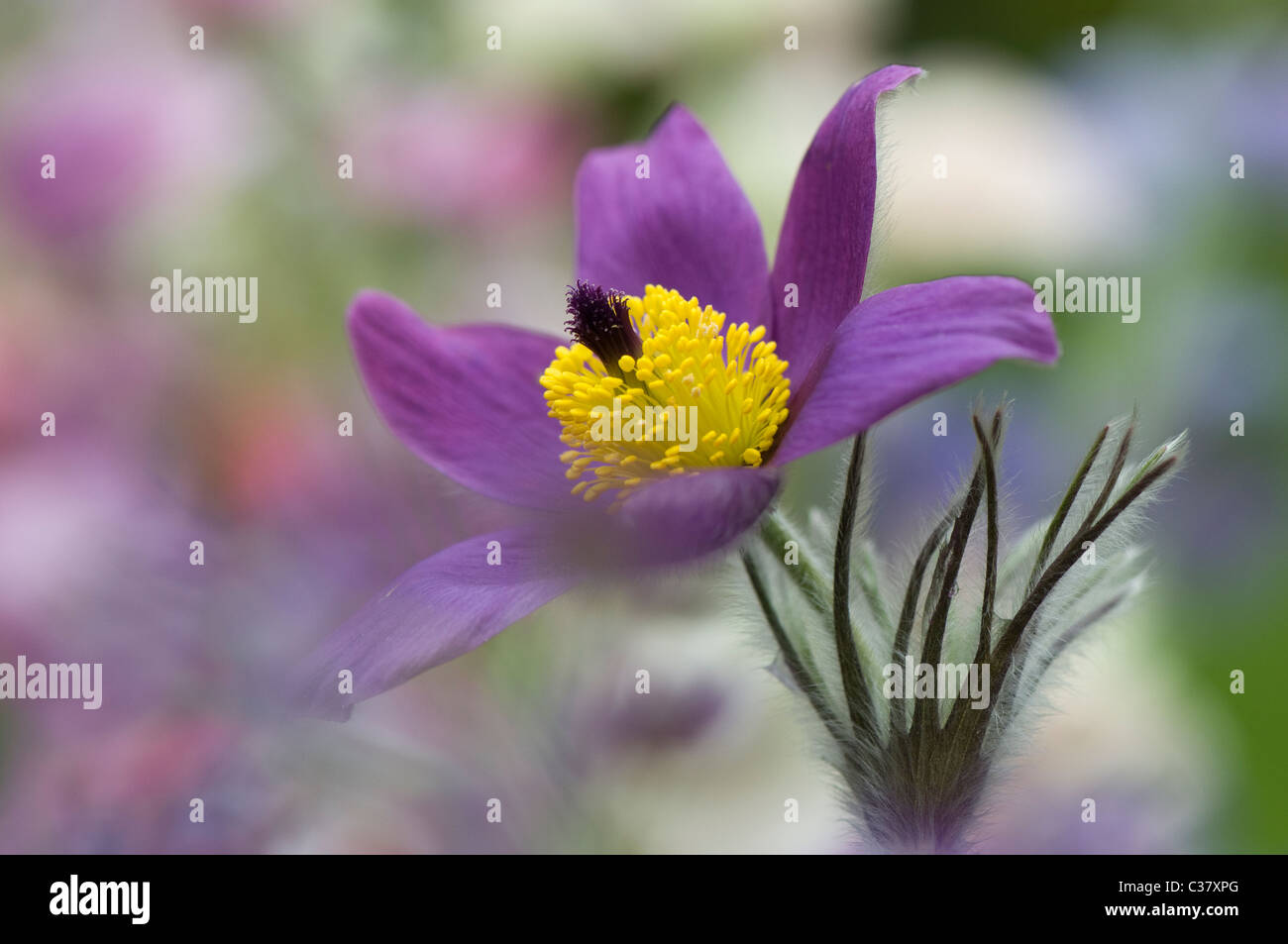 Une seule fleur pourpre chef de Pulsatilla vulgaris Anémone pulsatille, pasqueflower - Banque D'Images