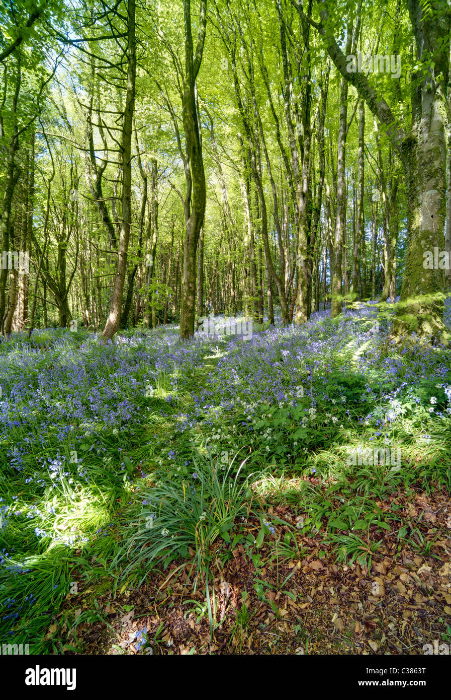 Bluebell Wood, l'Angleterre au printemps Banque D'Images