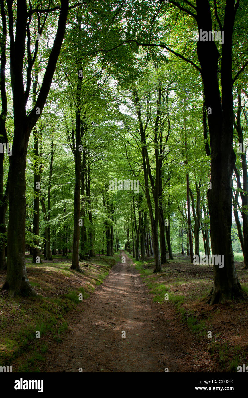 Le sentier passant à travers un Mortimer avenue de hêtres, dans Wapley Hill de bois, près de Shobdon, Herefordshire Banque D'Images