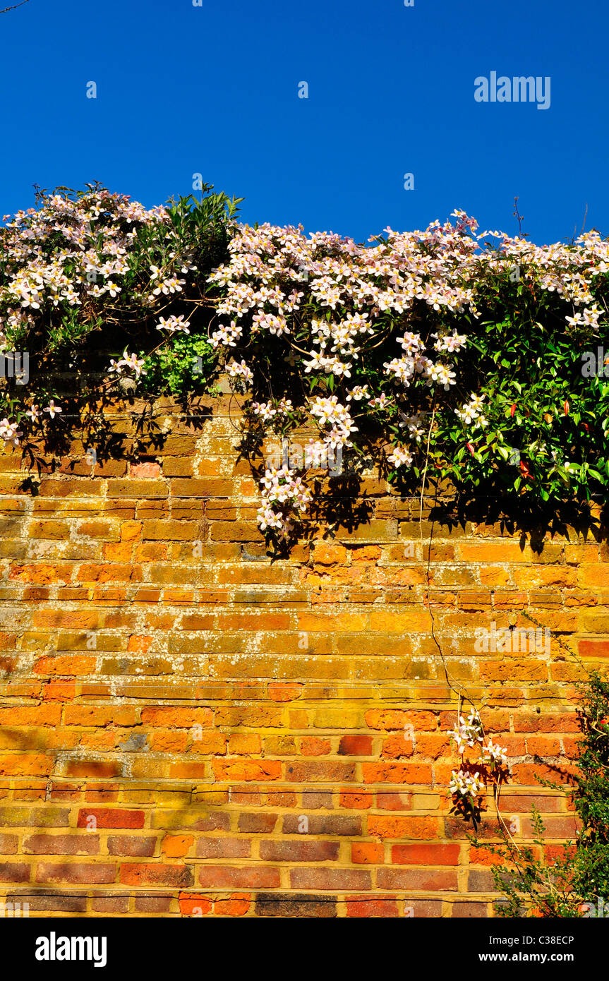 Clematis sur un mur de jardin au printemps Banque D'Images