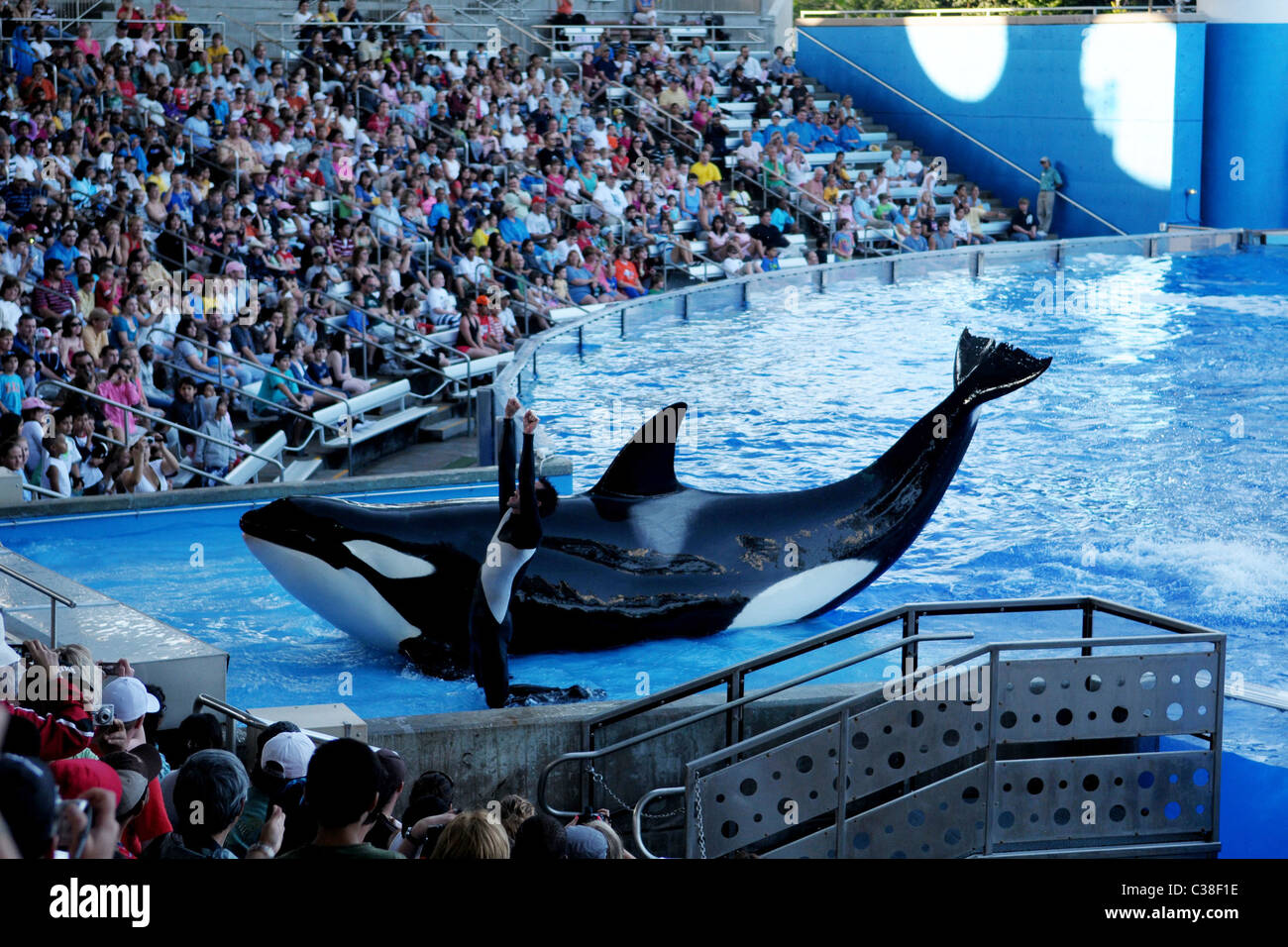 L'Orque Shamu effectuant au Shamu Stadium à Sea World Orlando, Floride - 07.04.09 Banque D'Images