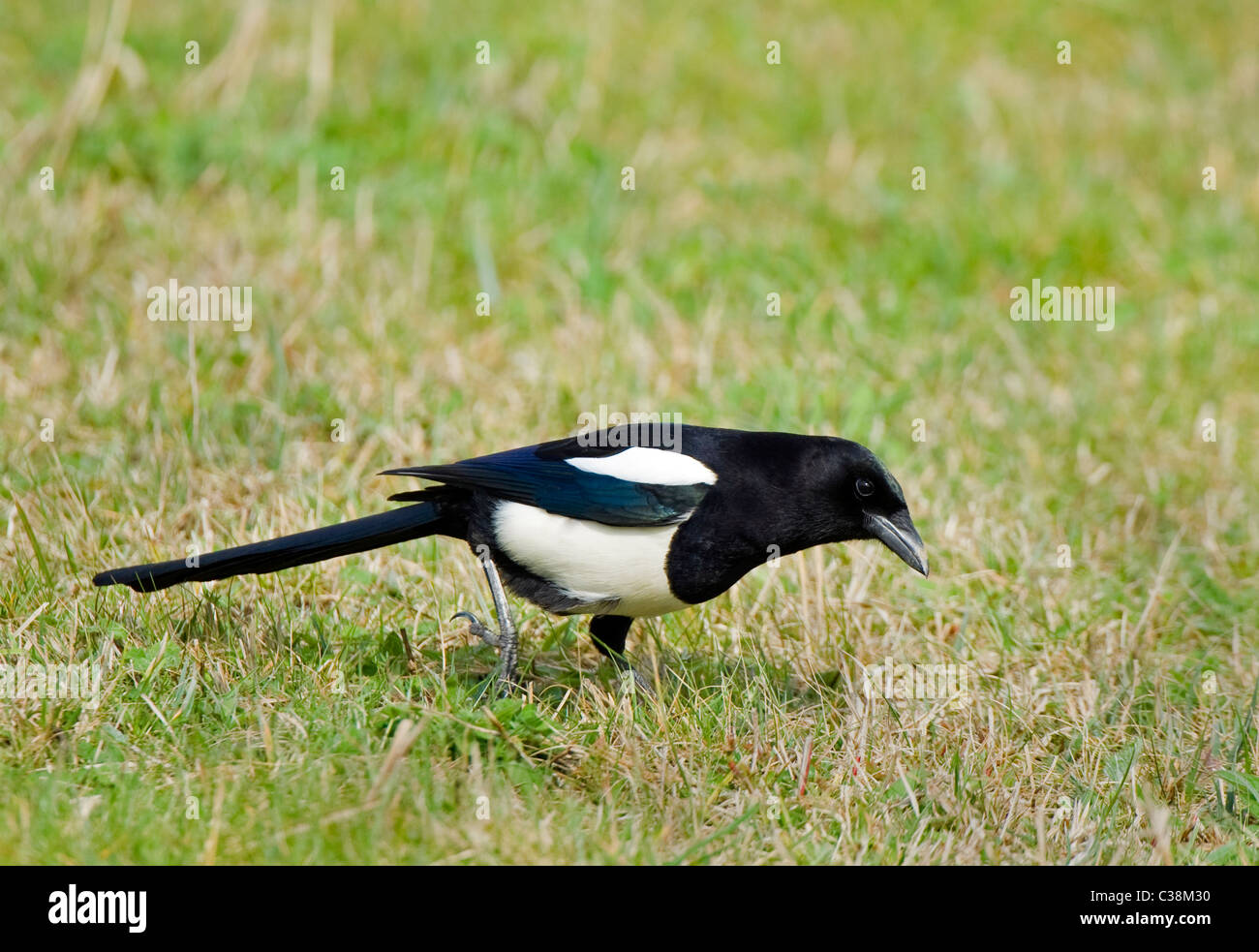 Magpie Bird Photos Magpie Bird Images Alamy