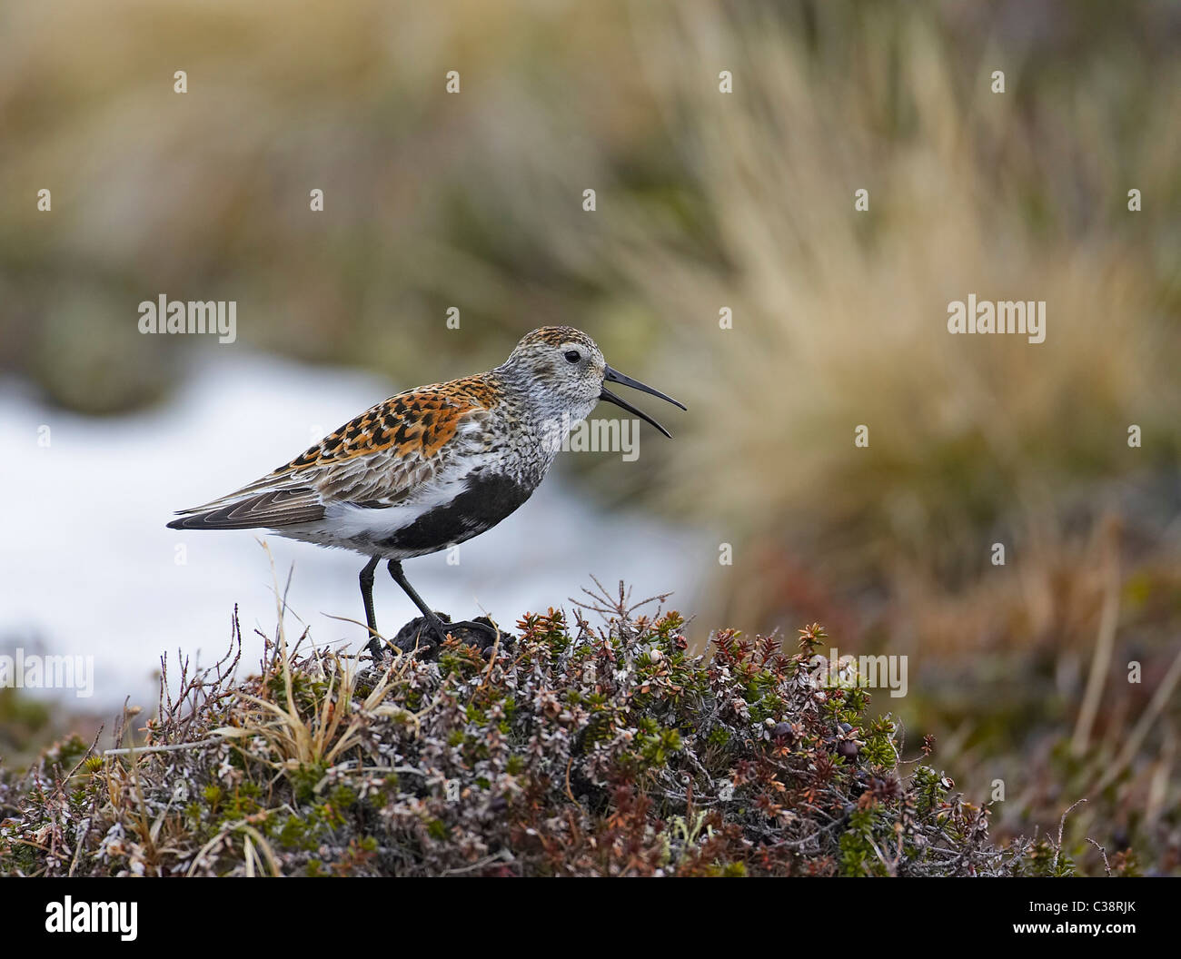 Le Bécasseau variable (Calidris alpina), appelant. Banque D'Images