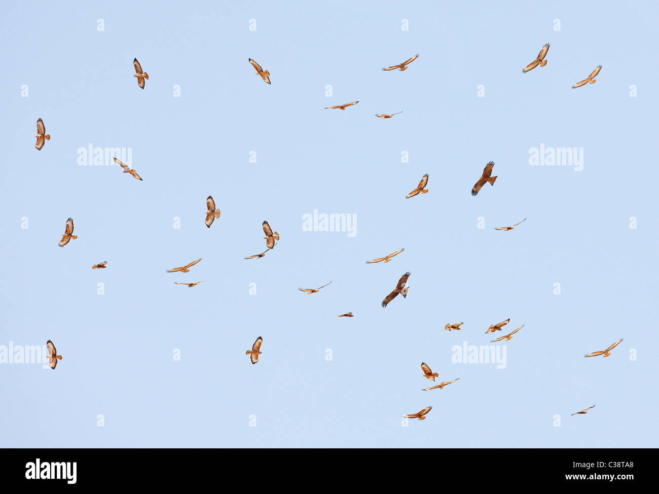 Les buses des steppes (Buteo buteo vulpinus) et Black Kites (Milvus migrans) encerclant en thermique des vents. Banque D'Images