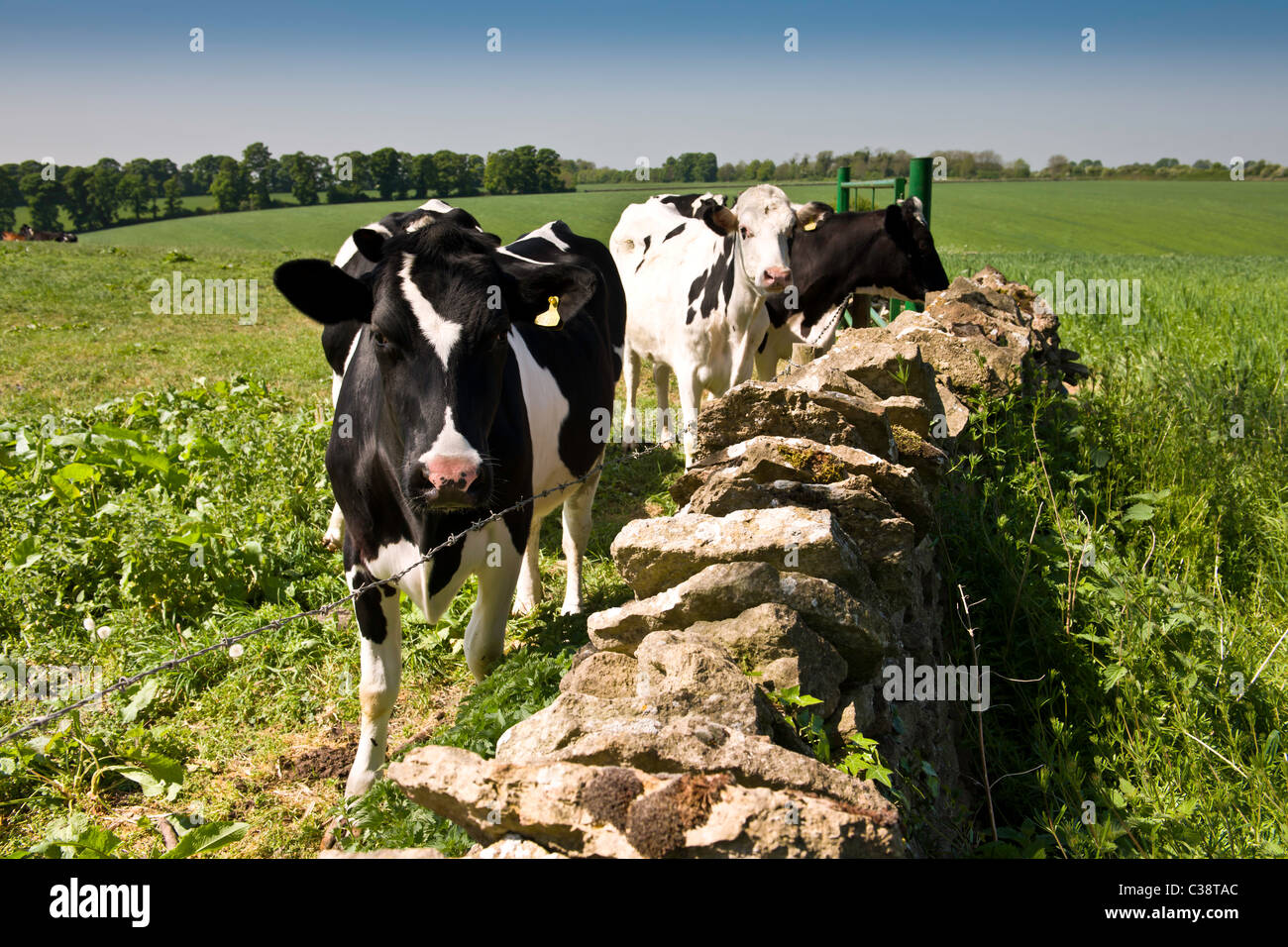 Troupeaux de vaches laitières UK Banque D'Images
