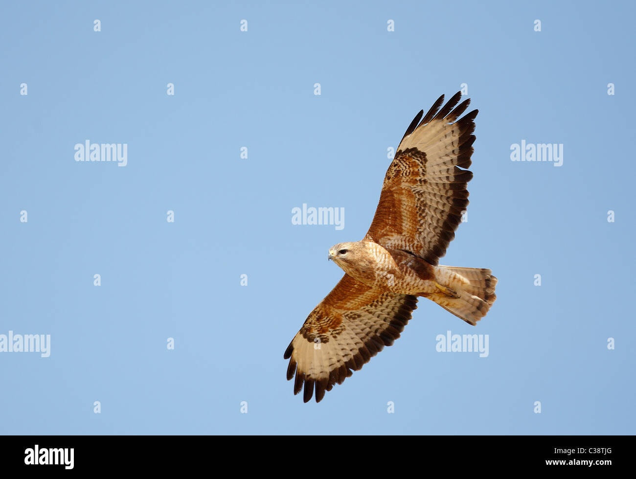 Steppe Buzzard (Buteo buteo vulpinus), des profils en vol. Banque D'Images