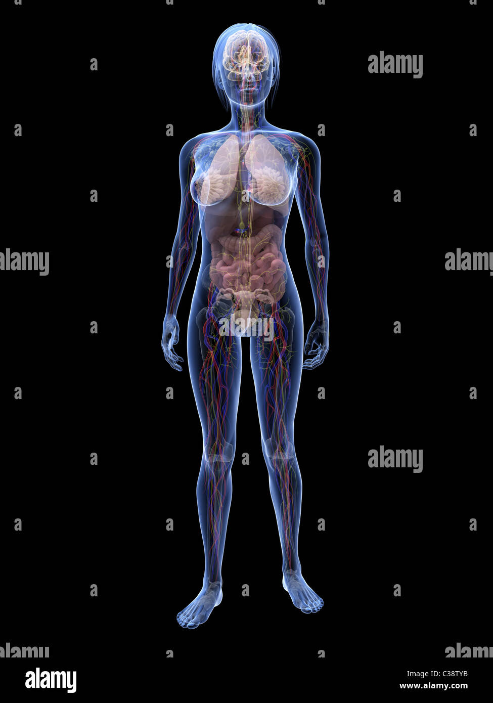 anatomie féminine Banque D'Images