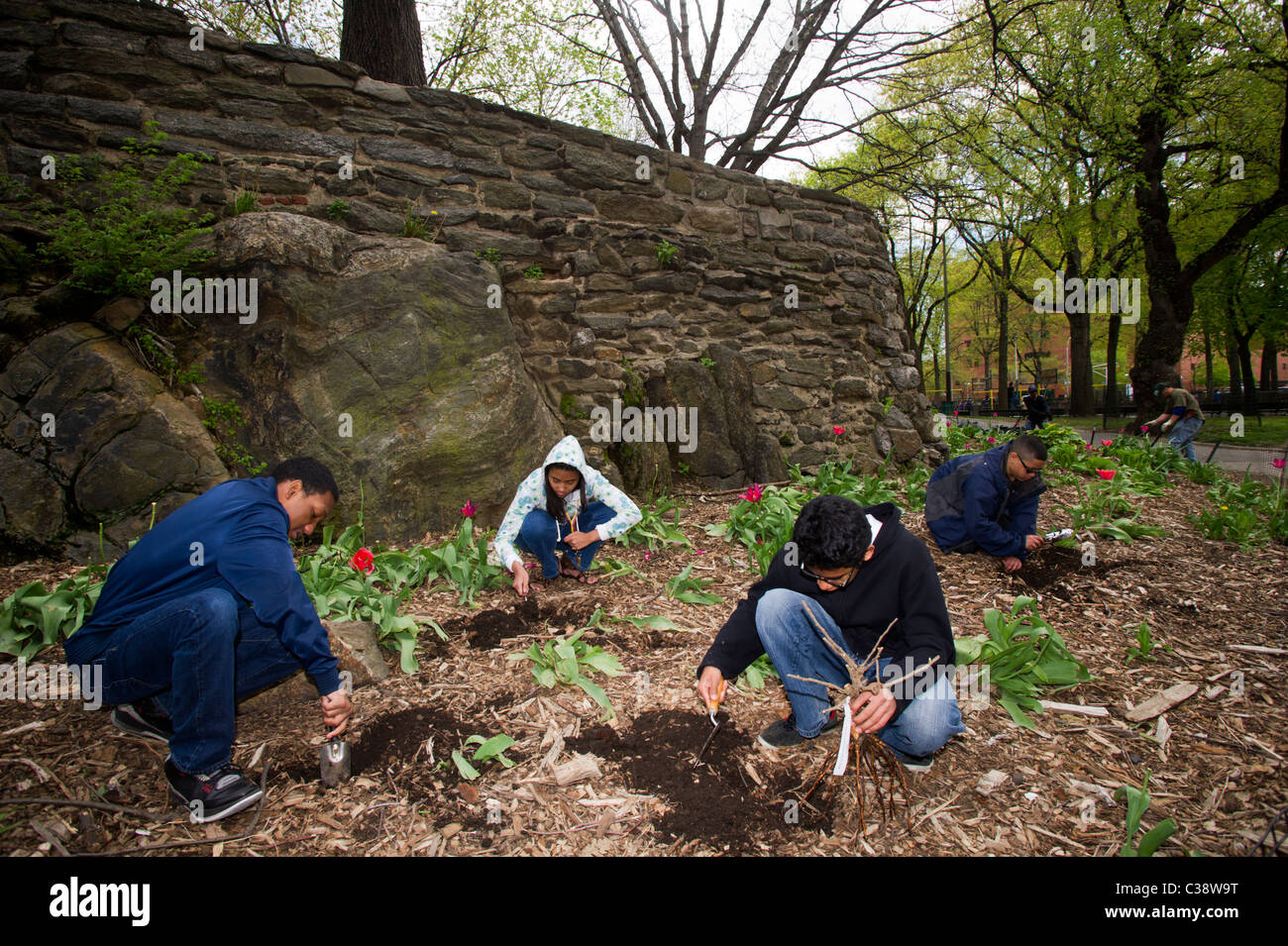 Les bénévoles du patrimoine de plantes roses dans Mt. Morris Park dans le quartier de Harlem Heritage Rose à New York Banque D'Images