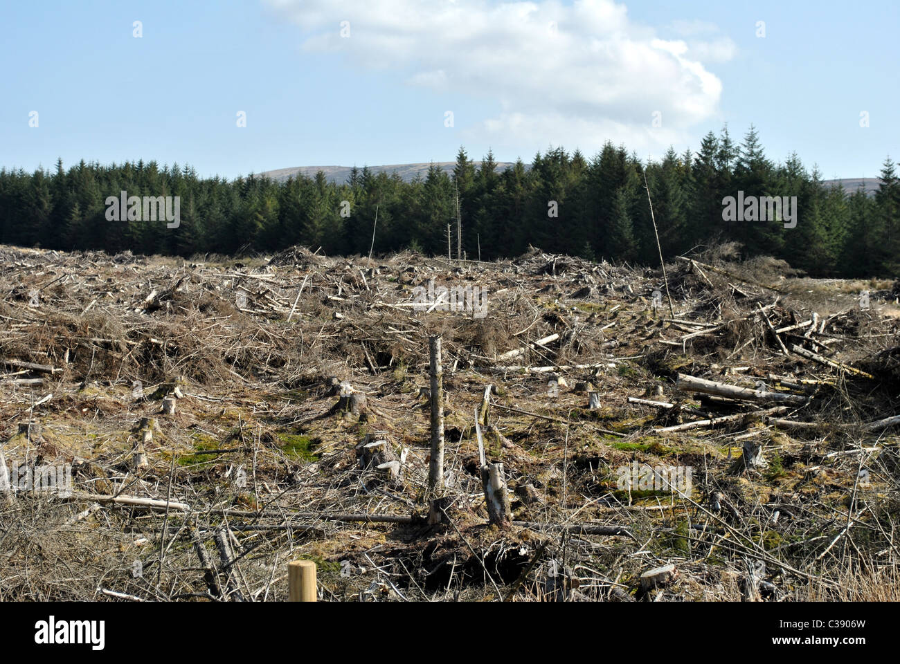 déforestation Banque D'Images