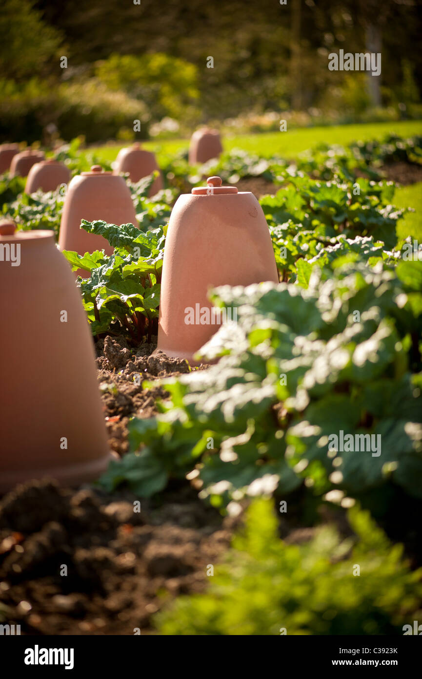 Hachoirs en forme de cloche en terre cuite dans le jardin de la cuisine du Yorkshire. Banque D'Images