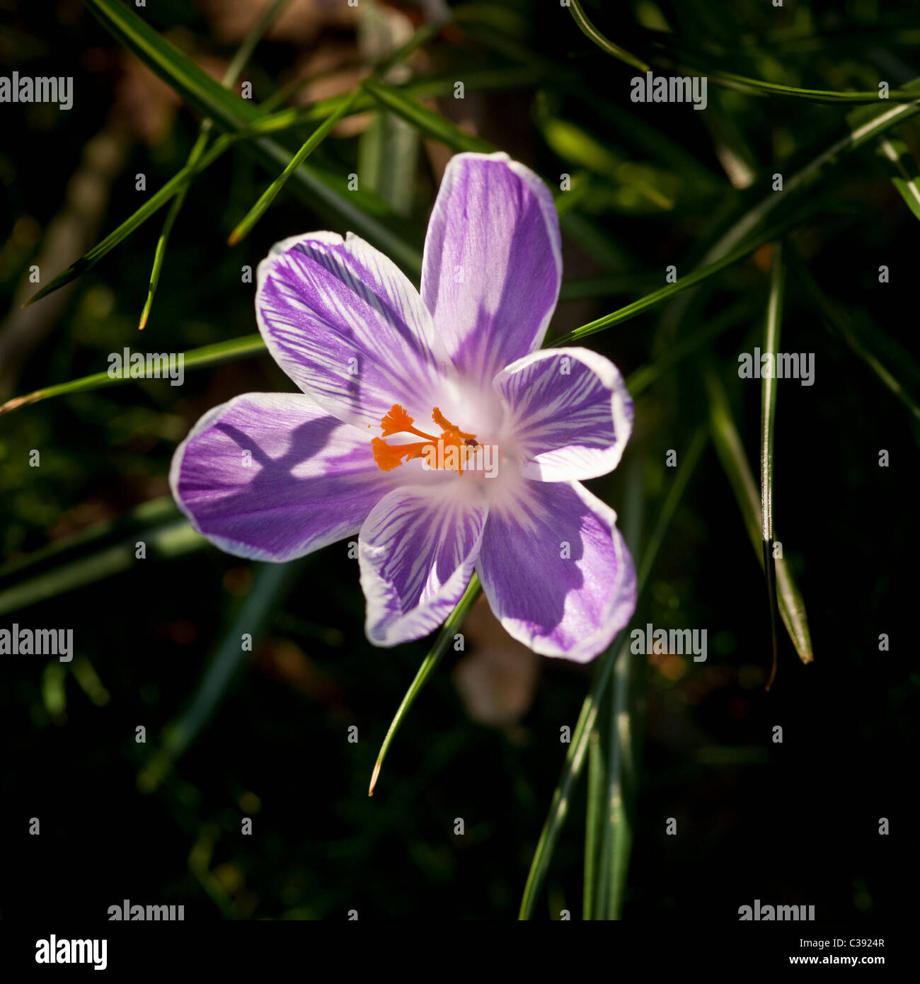 Fleur de Crocus mauve rétroéclairé Banque D'Images