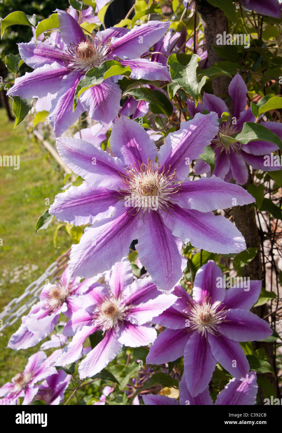 Randonnées clematis fleurs en fleurs au printemps Banque D'Images