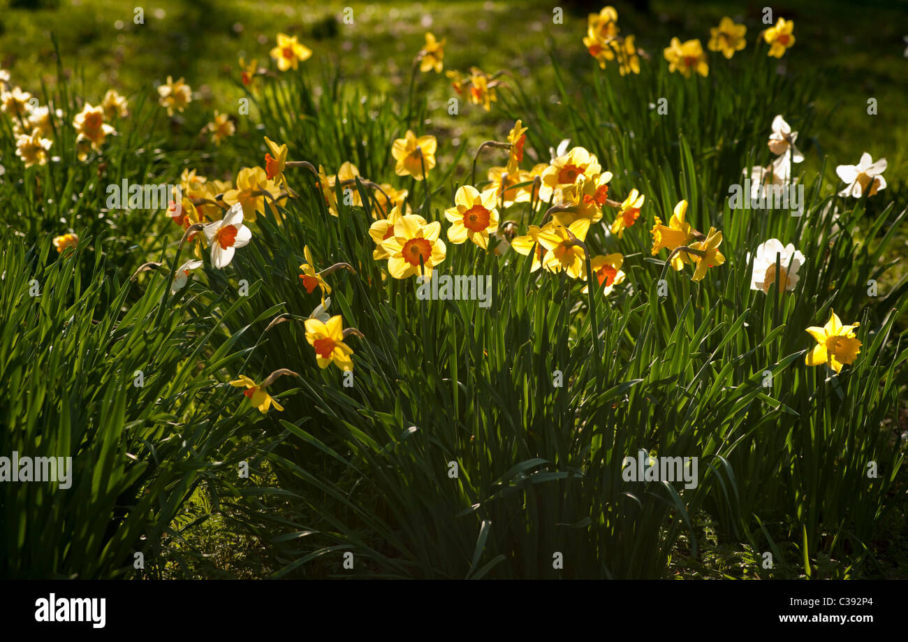 Narcisse et Daffodil rétroéclairés fleurissent dans un jardin britannique. Banque D'Images