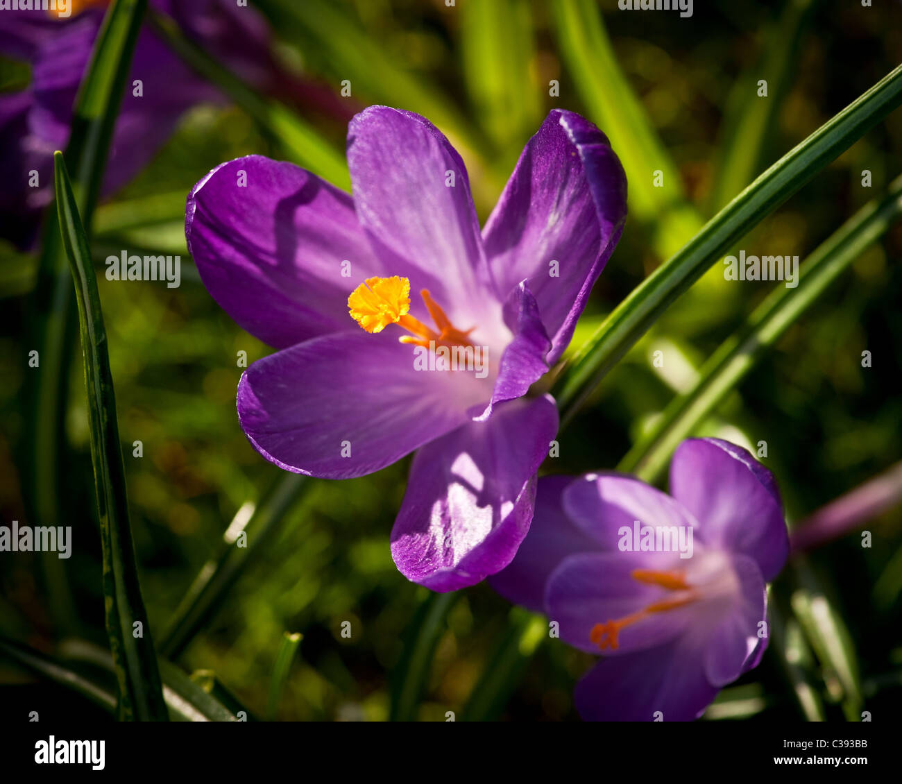 Purple Crocus fleurs rétro-éclairé Banque D'Images