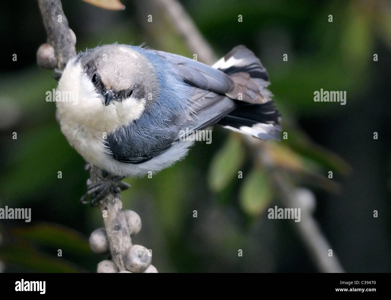 Un oiseau pygmée de Nuthatch - Sitta pygmaea, perché sur une branche, photographié sur un fond flou. Banque D'Images