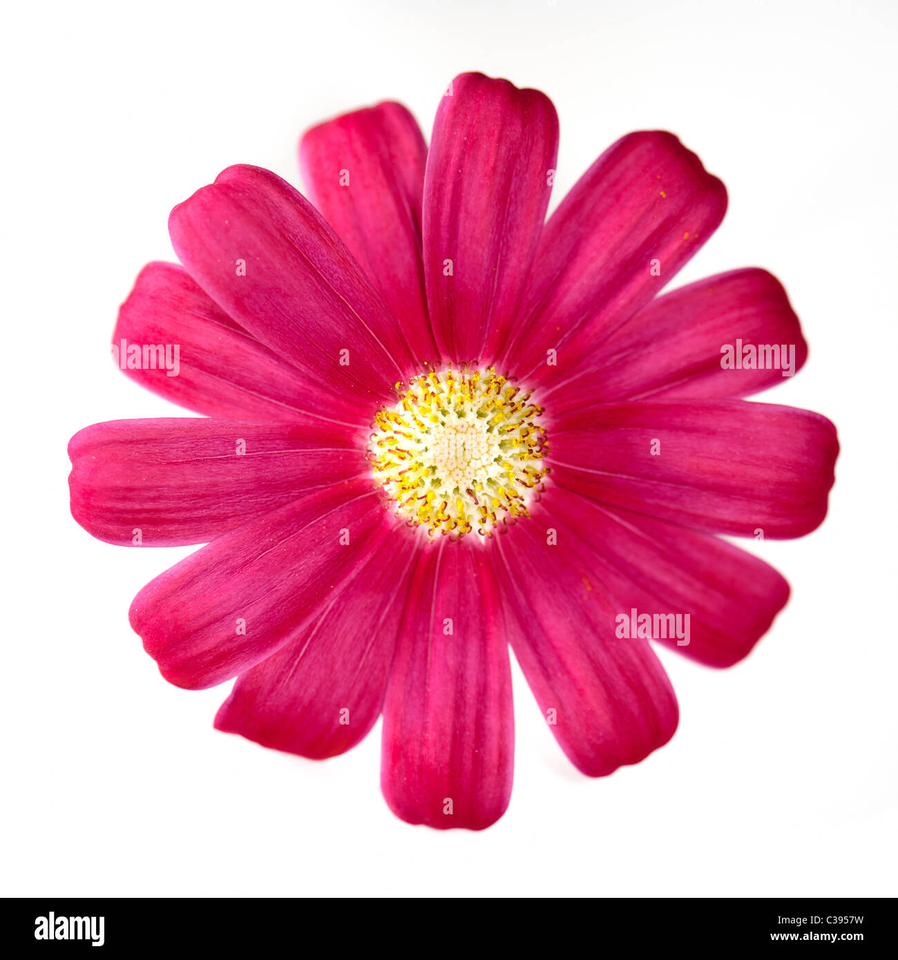 Asteraceae Banque D'Images