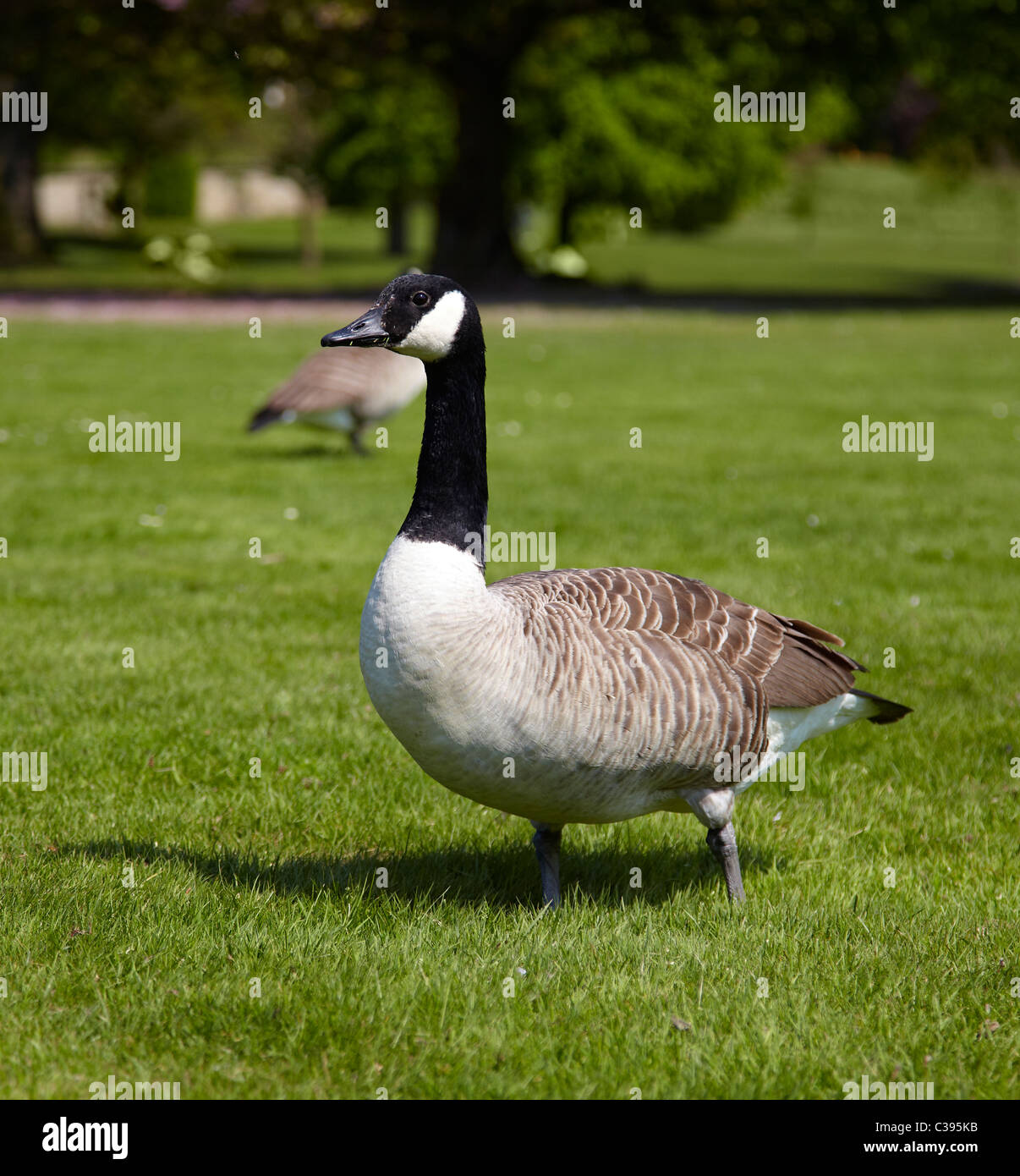 Canada goose marcher sur l'herbe verte à la lumière du soleil. à droite à  gauche Photo Stock - Alamy