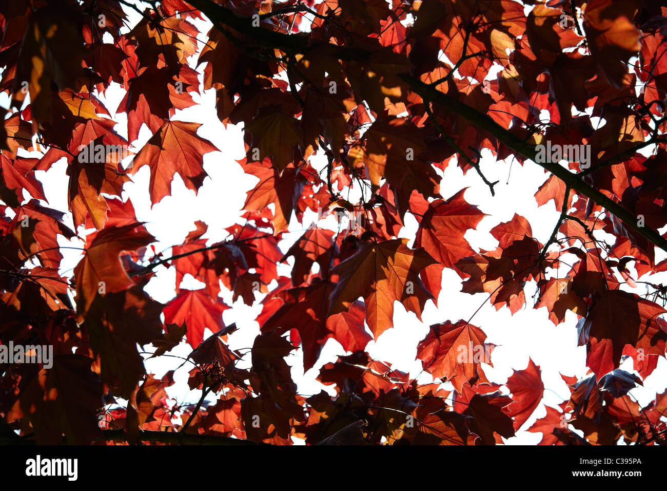 Feuilles rouges sur les arbres surplombant tourné contre le ciel. La lumière du soleil brille à travers pour créer de la lumière et contrastes sombres Banque D'Images