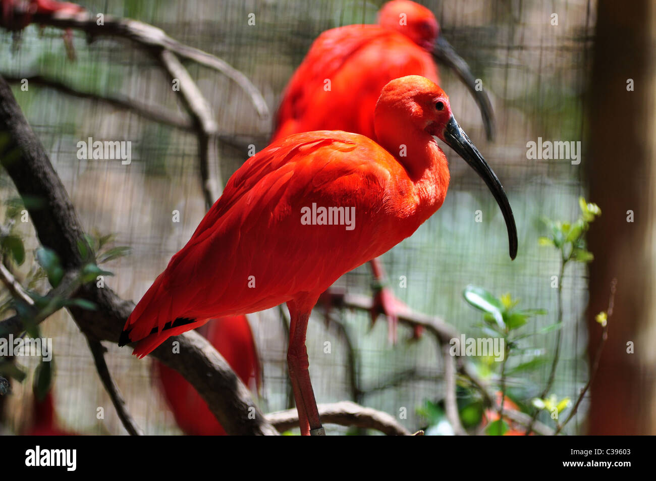 Un Ibis rouge est assis sur un perchoir dans sa cage Banque D'Images