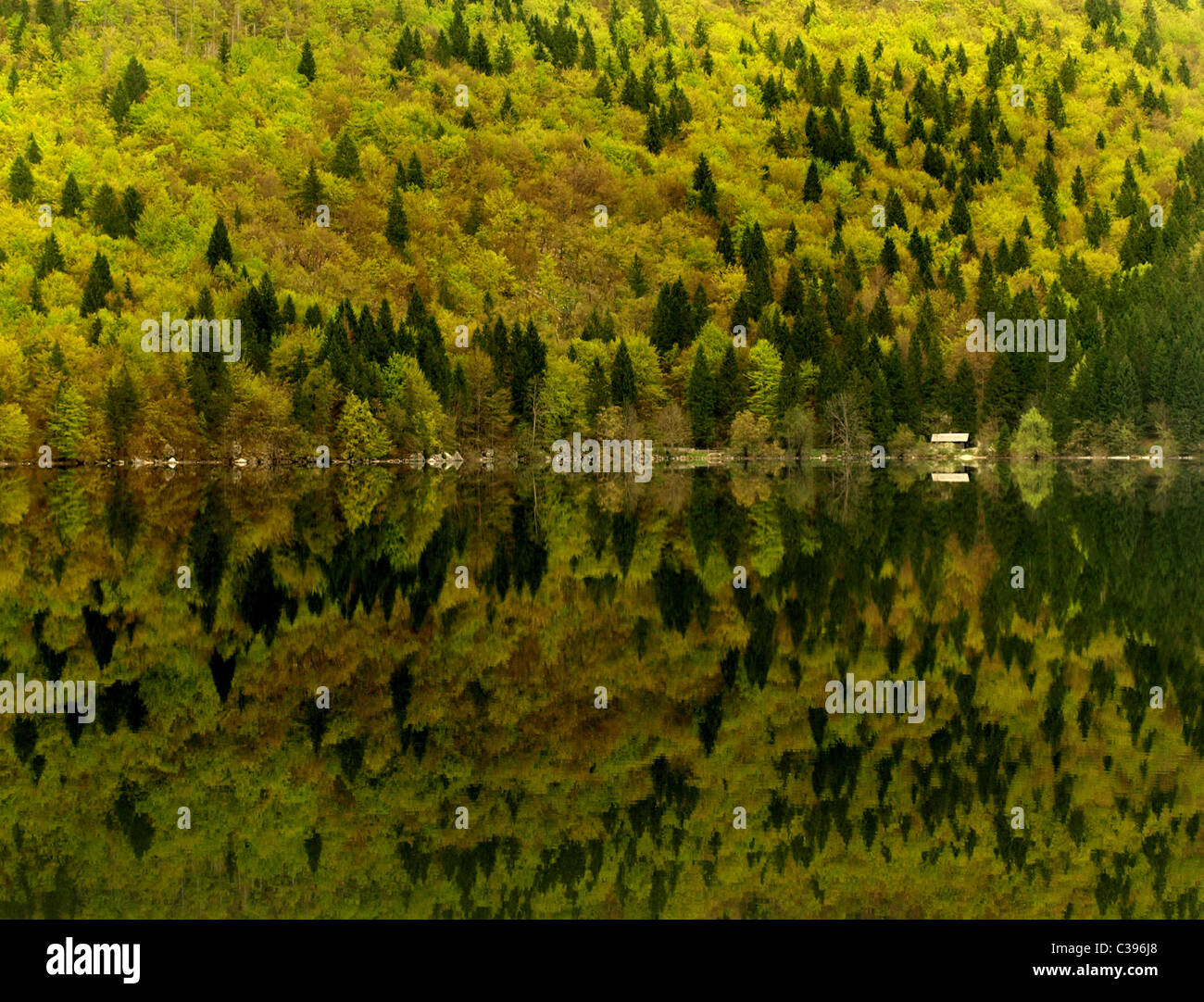 Beau reflet de la forêt au lac de Bohinj Slovénie Banque D'Images