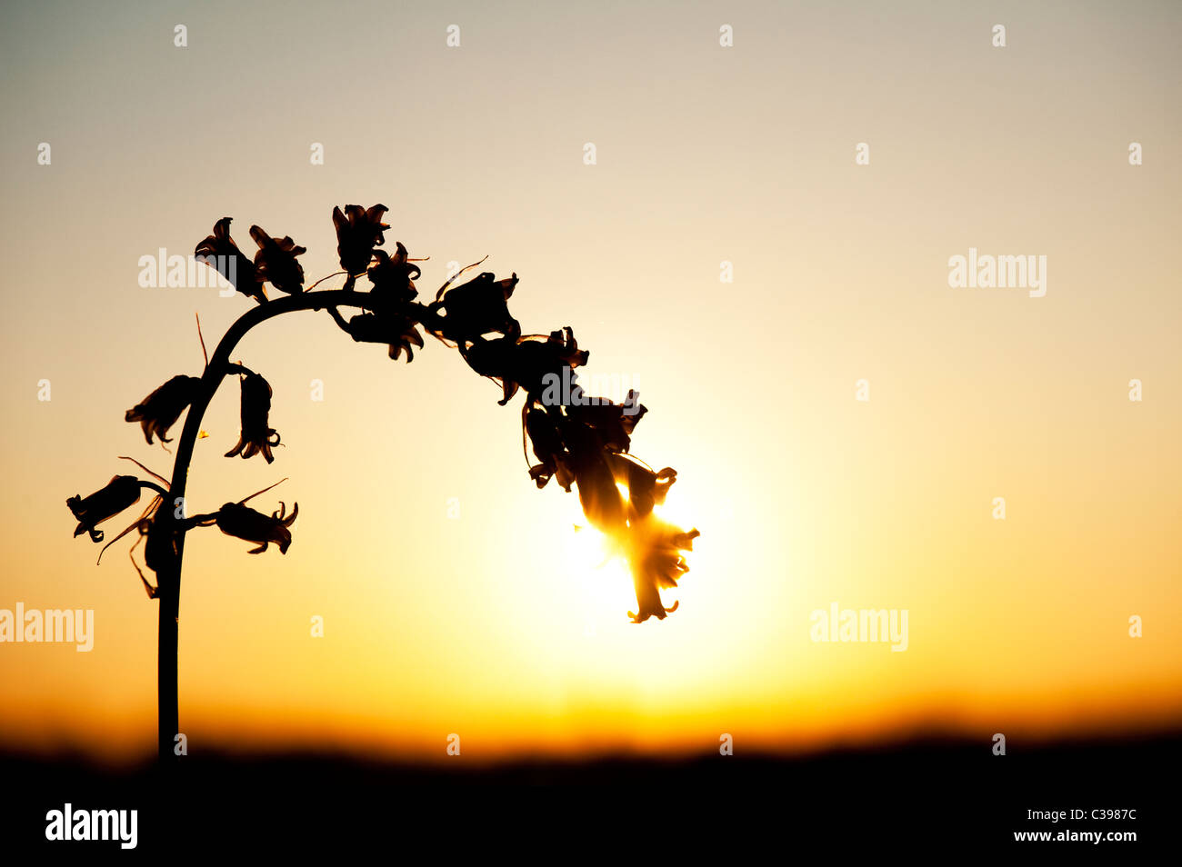 Hyacinthoides non scripta. Bluebell unique silhouette de fleurs au coucher du soleil dans la campagne anglaise Banque D'Images
