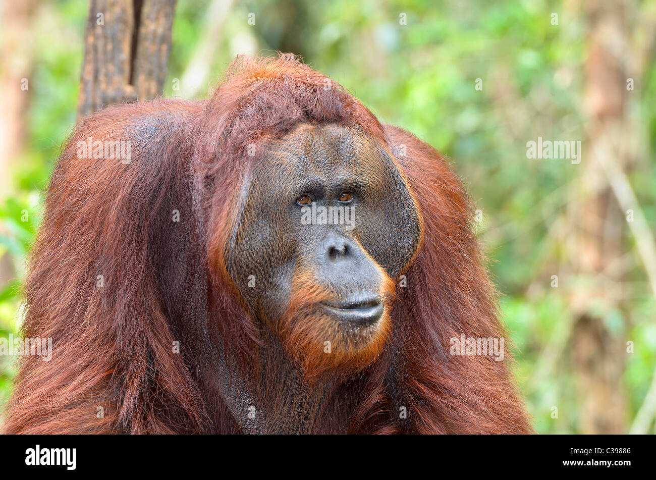 Portrait de l'arbre de l'orang-outan faire adultes Banque D'Images