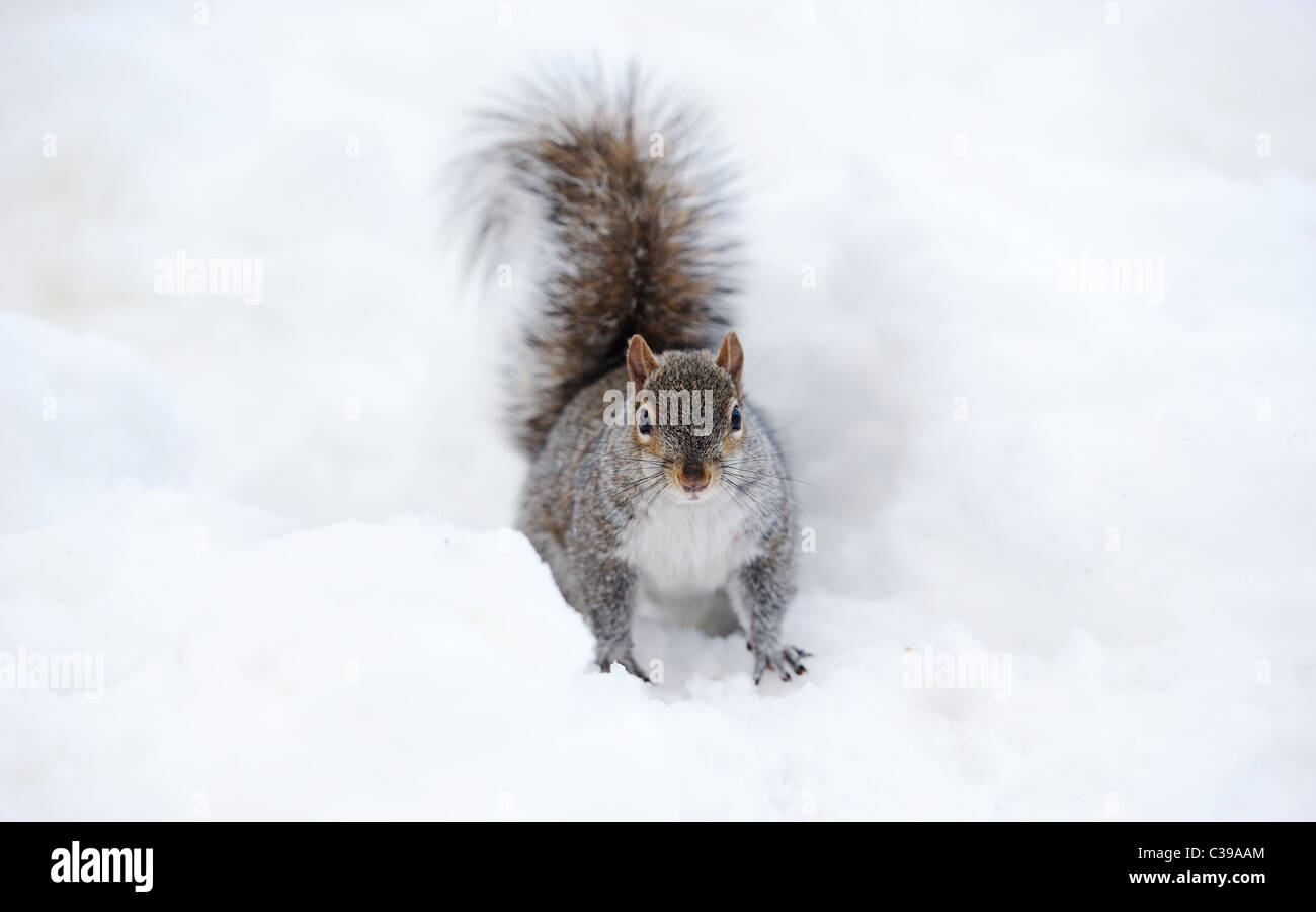 Gros plan d'écureuil avec le blanc de la neige en hiver de Central Park à New York City Manhattan. Banque D'Images