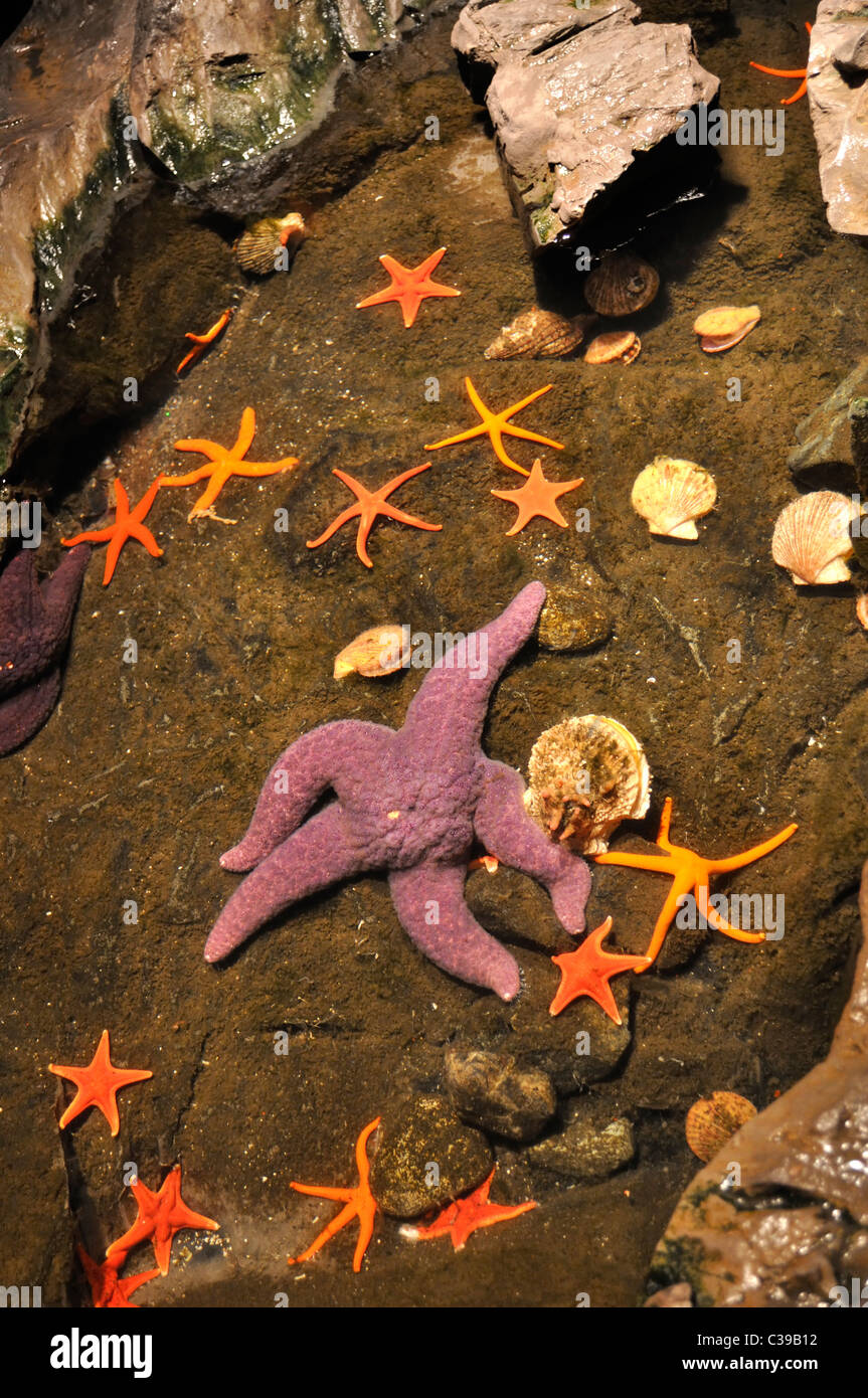 Étoiles de mer au bassin de marée de la pièce à l'Olympic National Park, Washington Banque D'Images