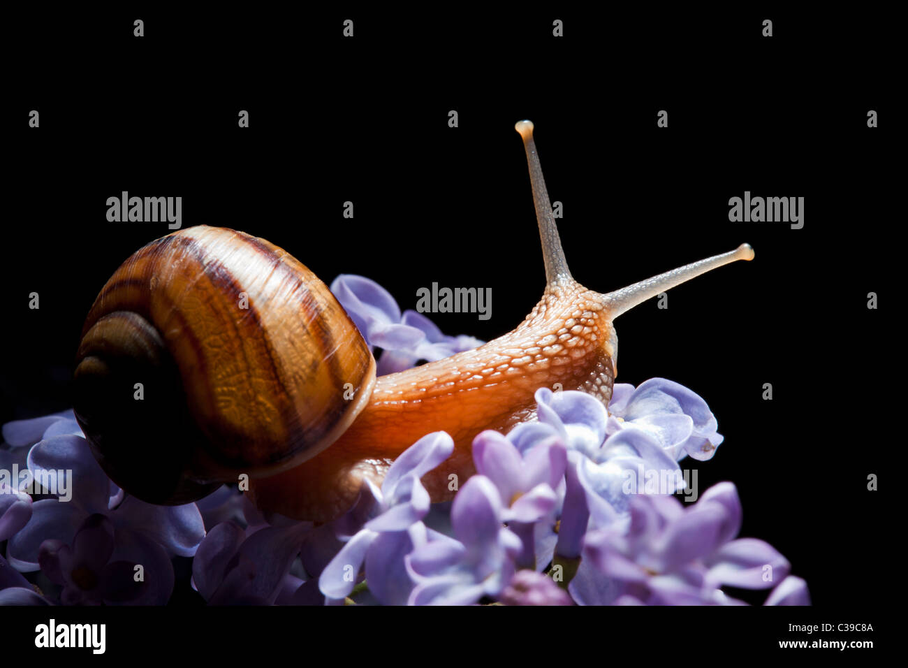 Dans l'escargot fleur lilas sur fond noir Banque D'Images