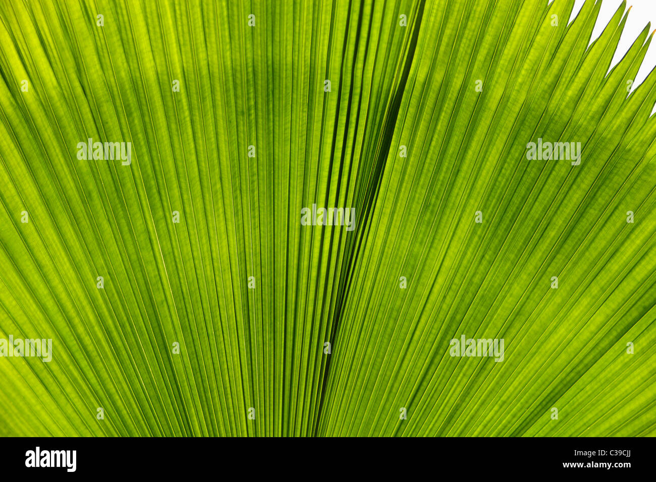 Close up of green Palm laisser Banque D'Images
