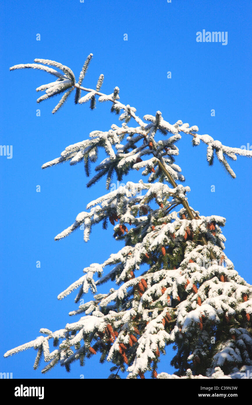 Dans la neige de l'épinette de Norvège (Picea abies) Banque D'Images