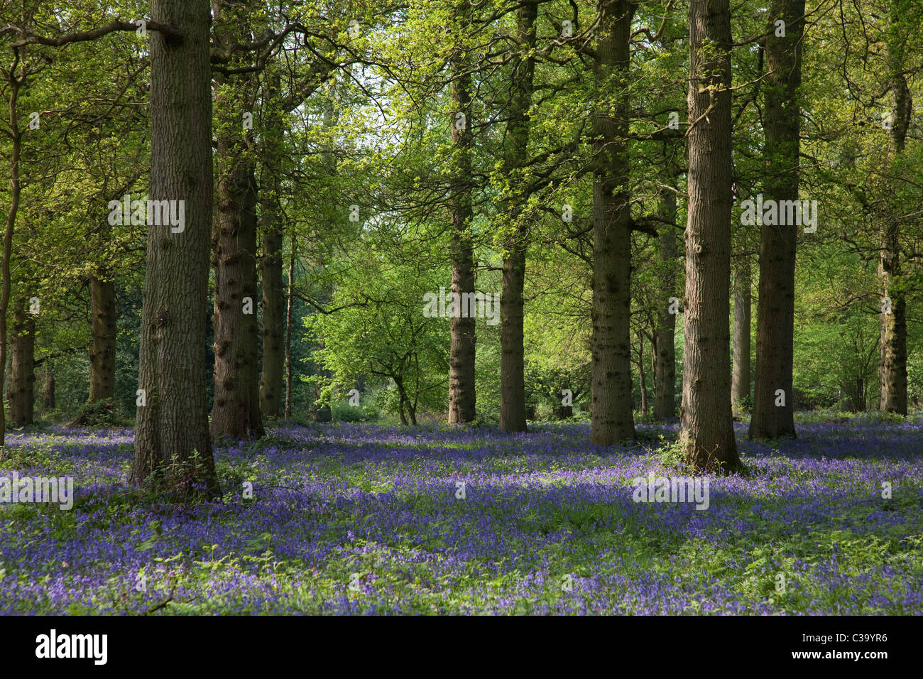 Bluebells au printemps. Banque D'Images