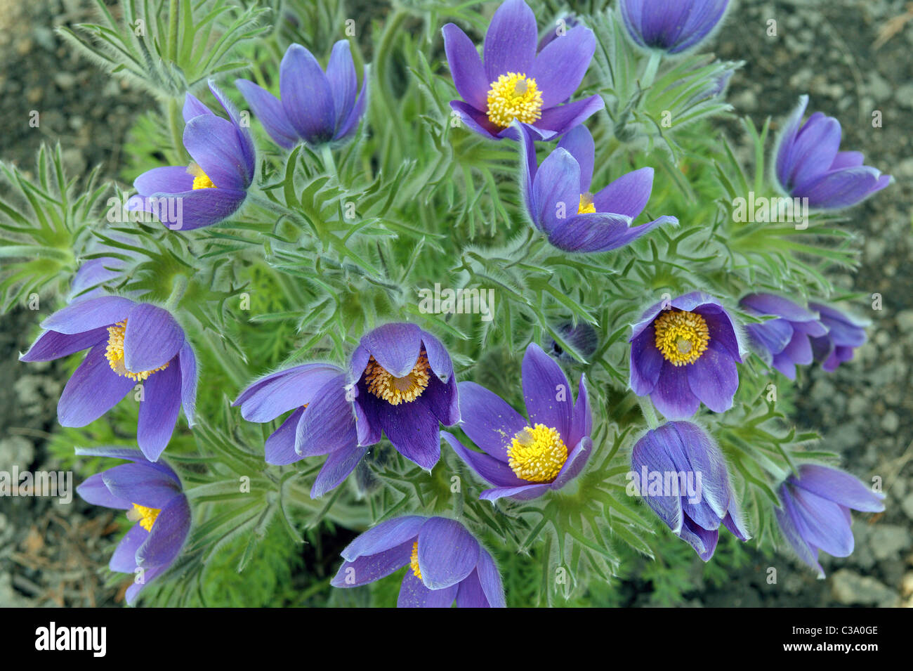 L'anémone pulsatille fleurs printemps en fleurs fleurs pourpre bleu  Pulsatilla vulgaris Photo Stock - Alamy