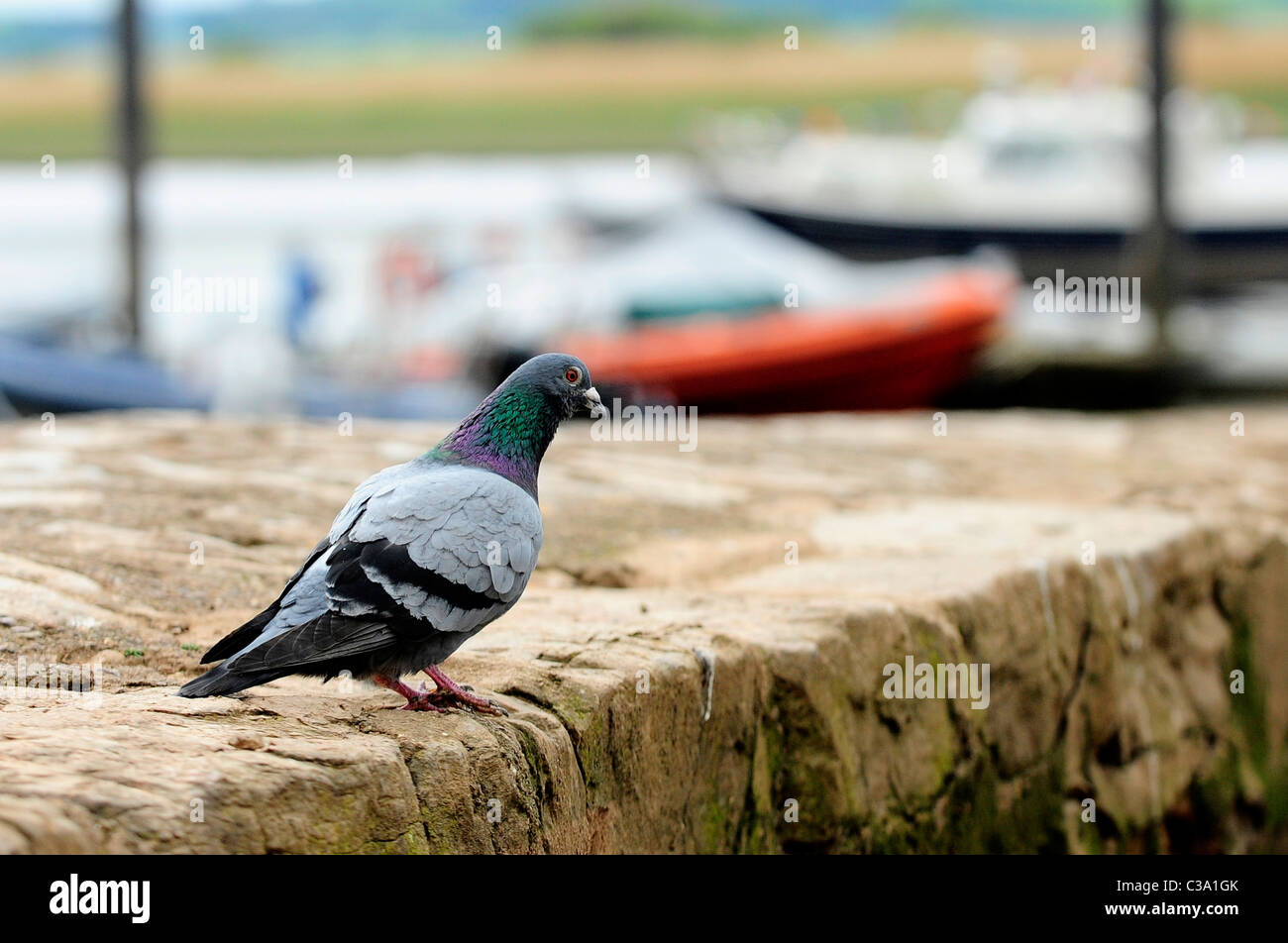 Un pigeon - pigeon biset (Columba livia) Banque D'Images