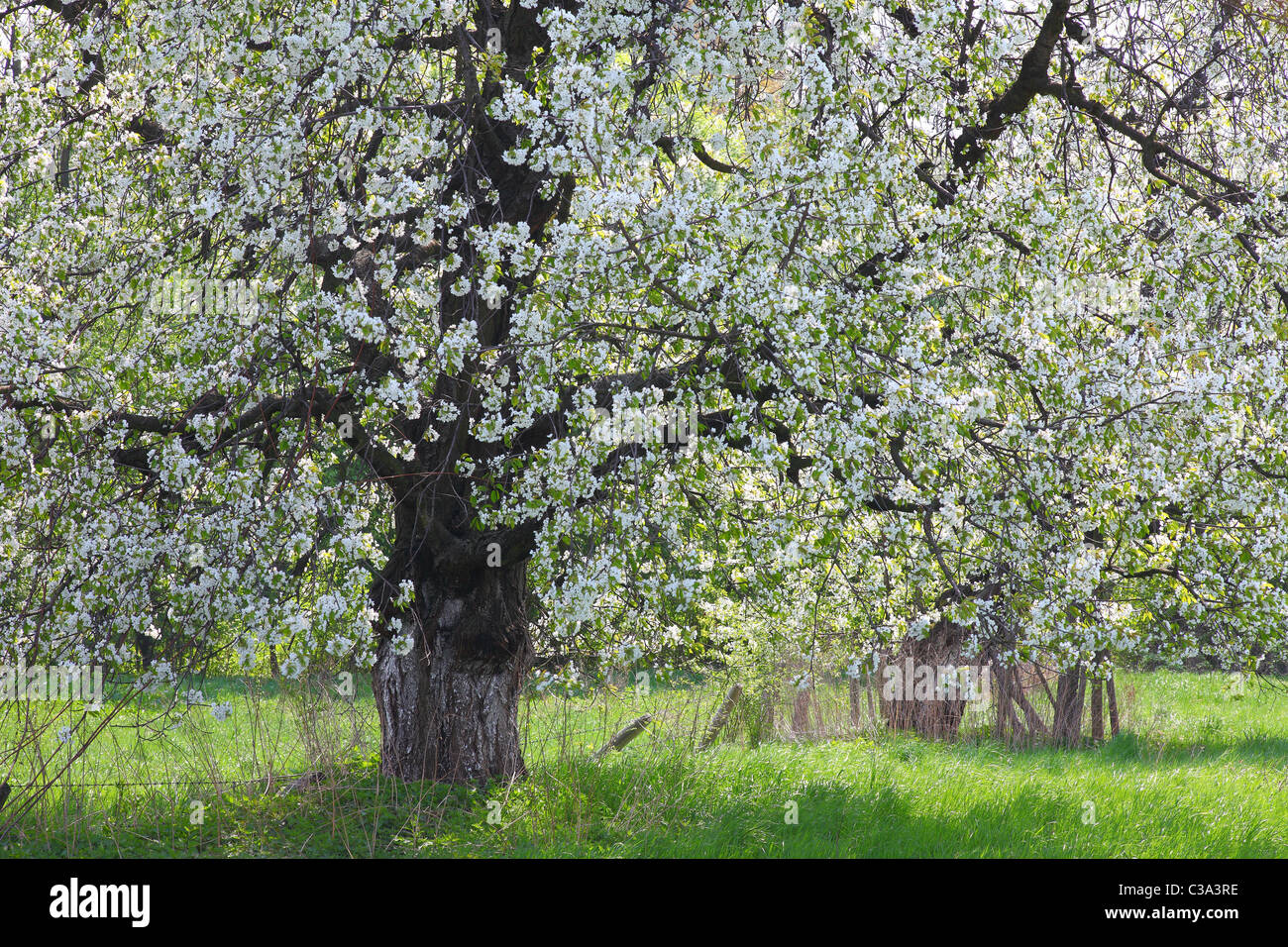 Vieux cerisiers fleurissent dans une journée ensoleillée de printemps Banque D'Images