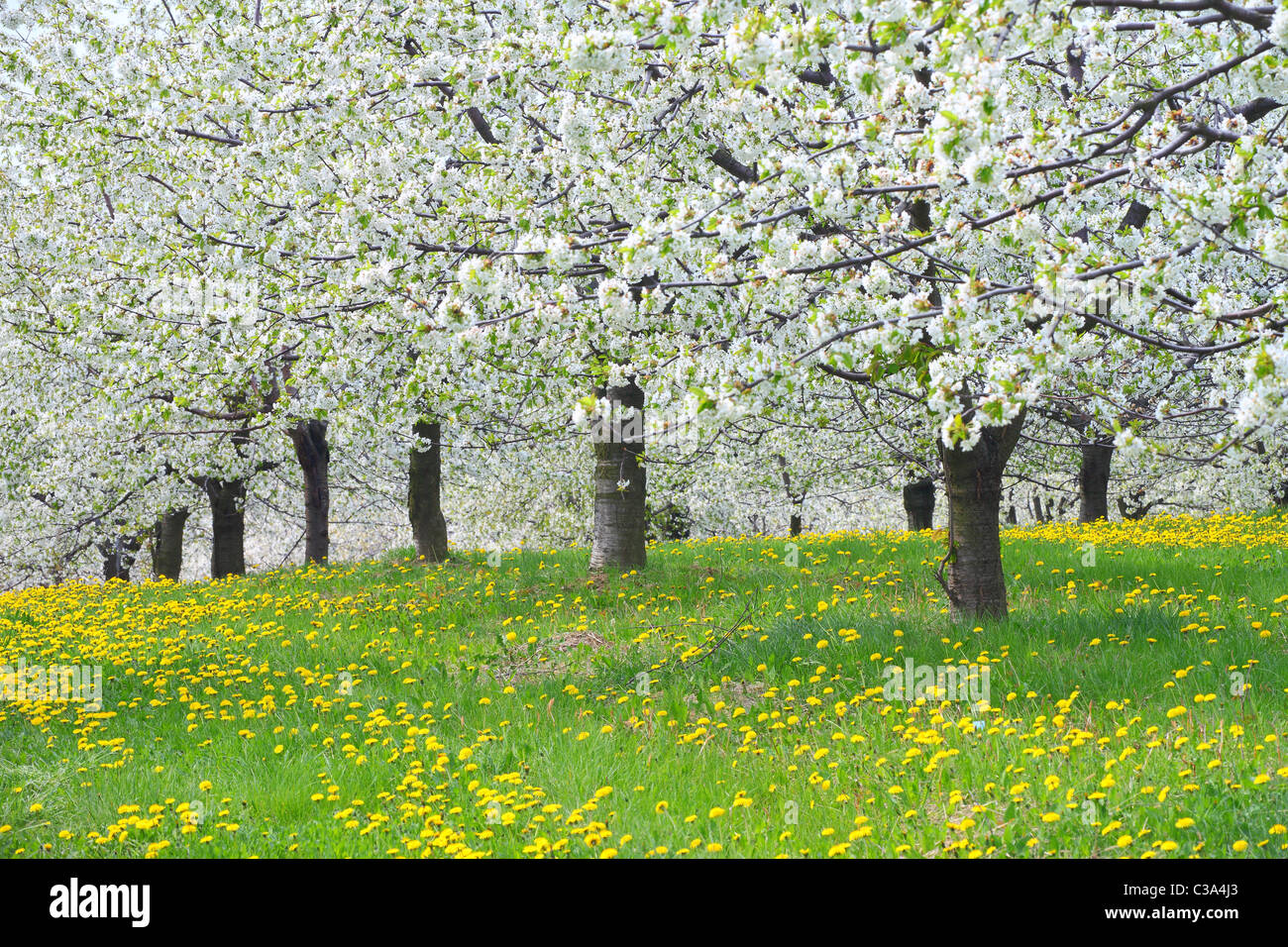 Cerisiers en fleurs printemps Cherry Orchard Banque D'Images