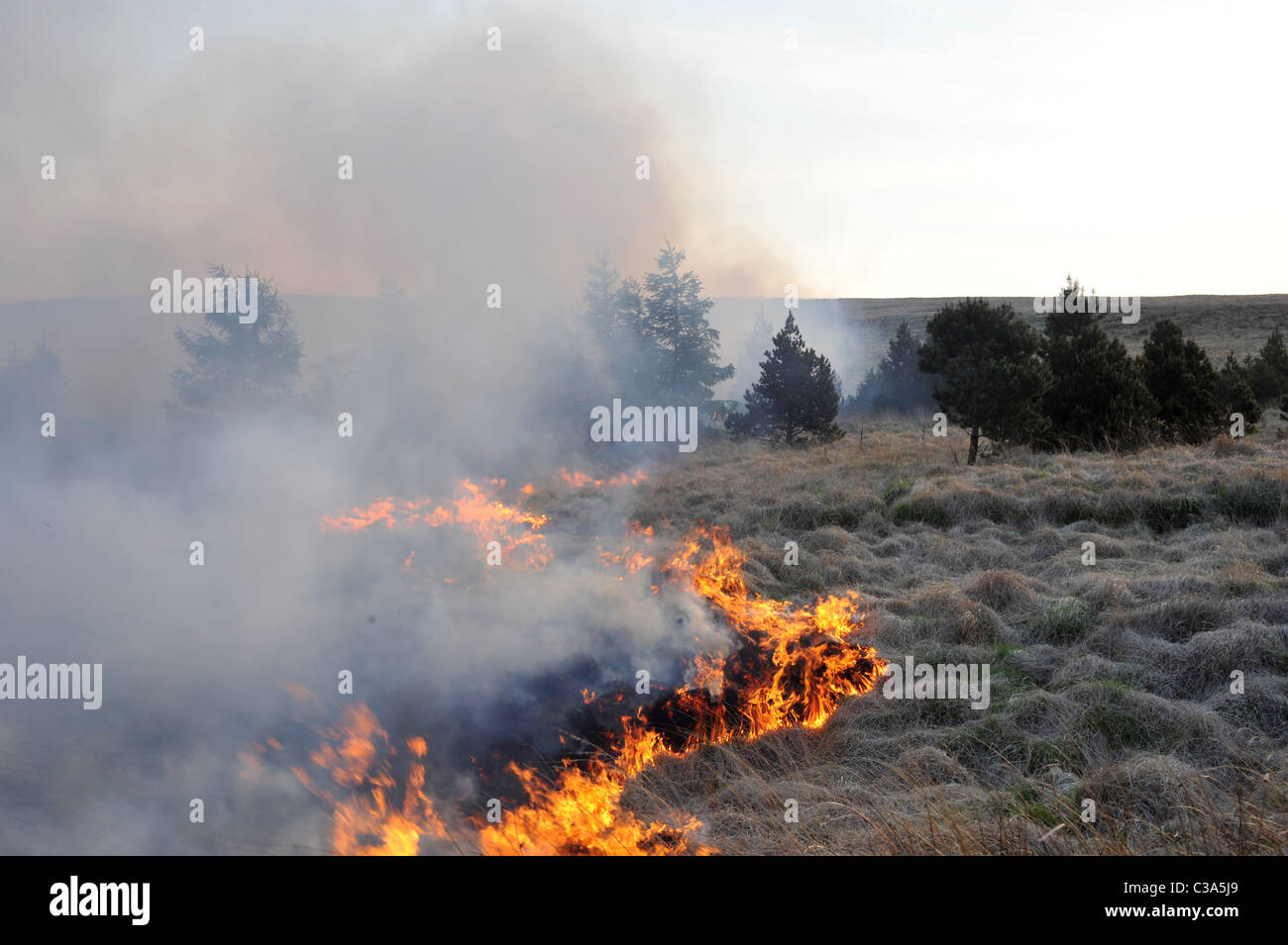 Feu d'herbe sur les maures et s'étendre dans les arbres le vent sec d'aider la propagation du feu. Banque D'Images