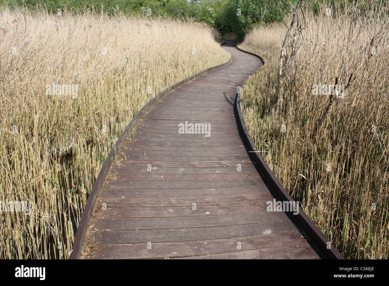 Promenade en plastique recyclé par roselière à la réserve naturelle RSPB Fowlmere Fen, Cambridgeshire, Angleterre au printemps Banque D'Images