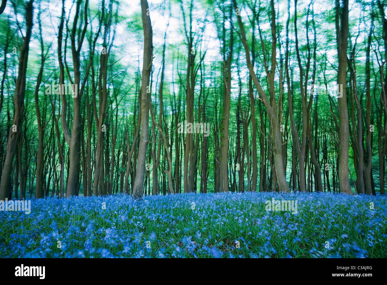 Bluebells (Hyacinthoides non-scripta) en hêtre (Fagus sp) par un jour de vent. A priori le bois. Somerset du Nord. L'Angleterre. UK. Banque D'Images