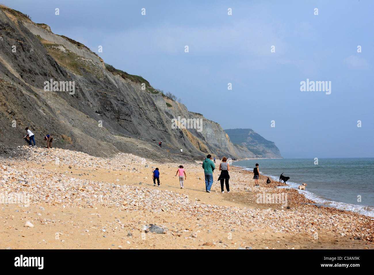 Chasse aux fossiles sur la plage de Charmouth Dorset England UK Banque D'Images