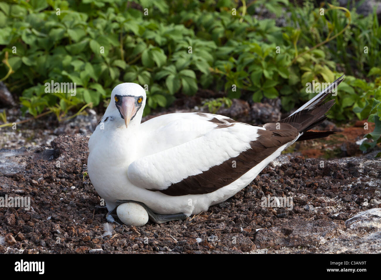 Nazca fou masqué Sula granti assis sur son nid de Genovesa (Tower) Island, îles Galapagos, Equateur Banque D'Images