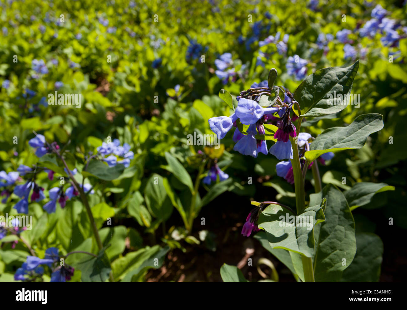 Jacinthes sauvages frais dans une forêt au printemps que les fleurs commencent à fleurir Banque D'Images