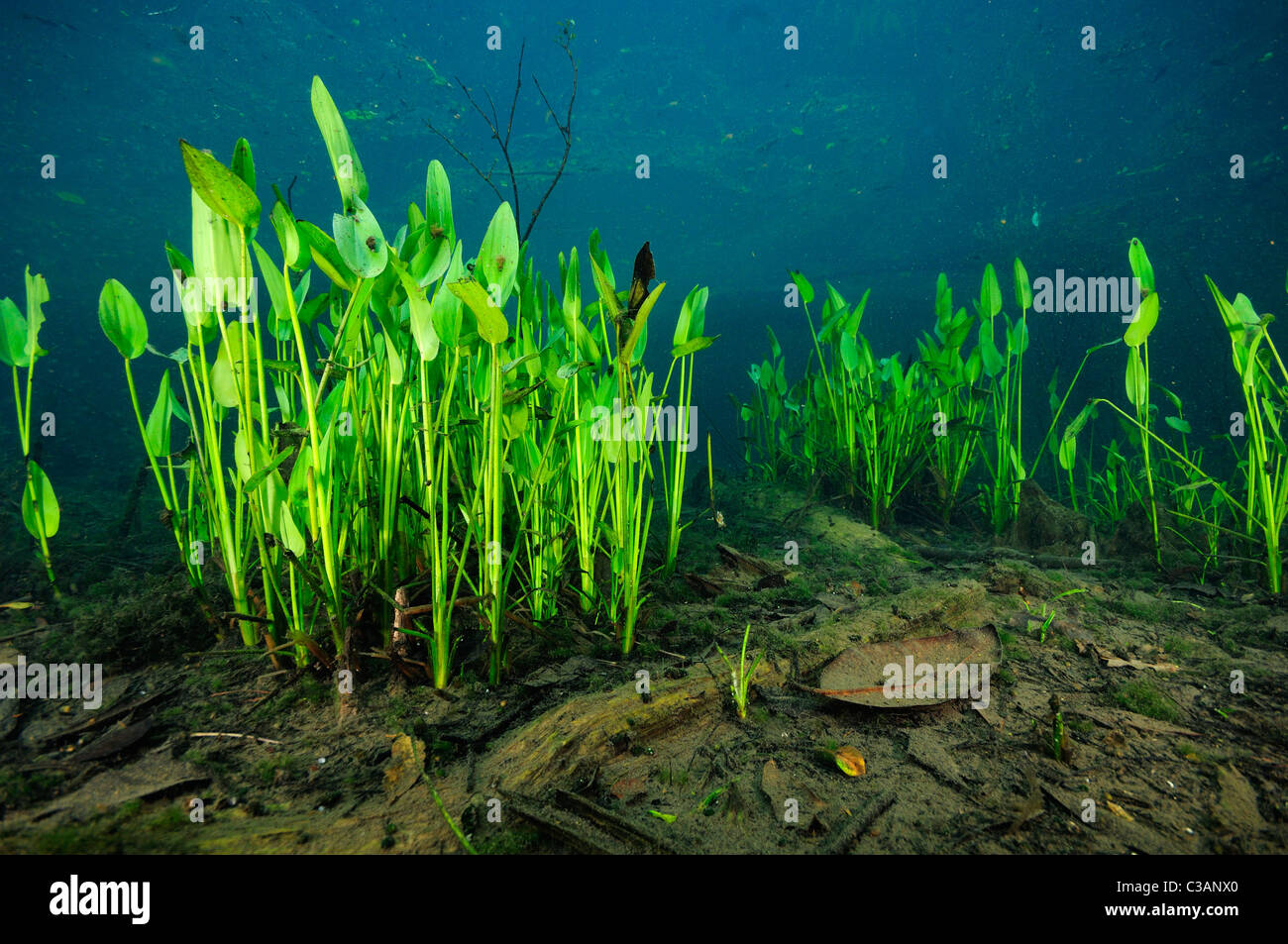 Mauvaises herbes des marais, Pontederia cordata, Morrison Springs, Walton County, Floride Banque D'Images