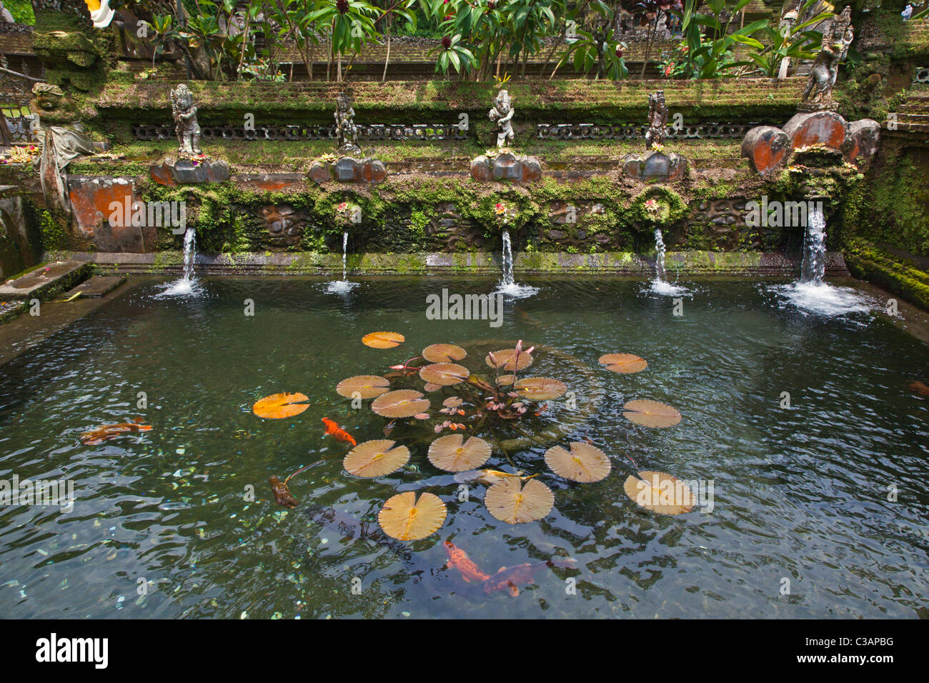 Dans un étang de koi à PURA GUNUNG KAWI, une eau hindou temple dédié au dieu de la sagesse VISHNU - SEBATU, BALI, INDONÉSIE Banque D'Images