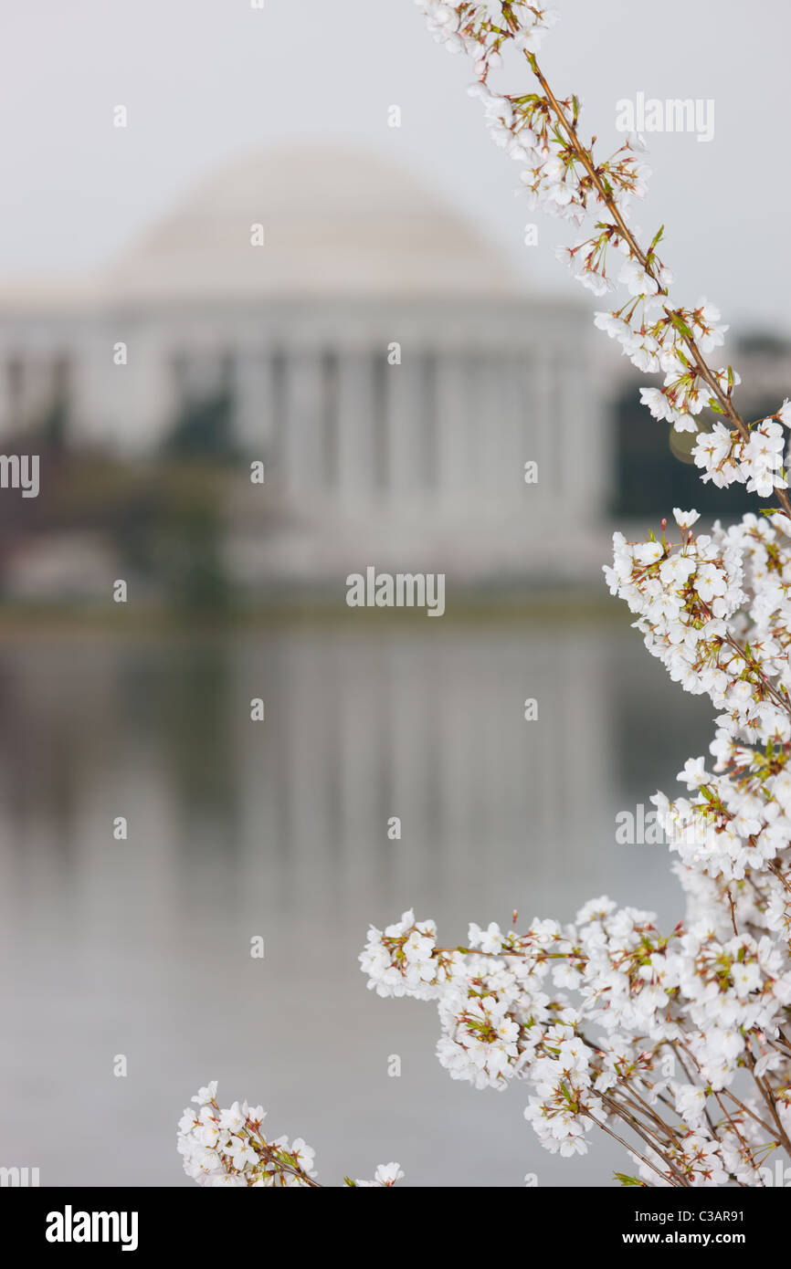 Le Jefferson Memorial encadrée par les cerisiers en fleurs au cours de la 2011 National Cherry Blossom Festival à Washington, DC. Banque D'Images