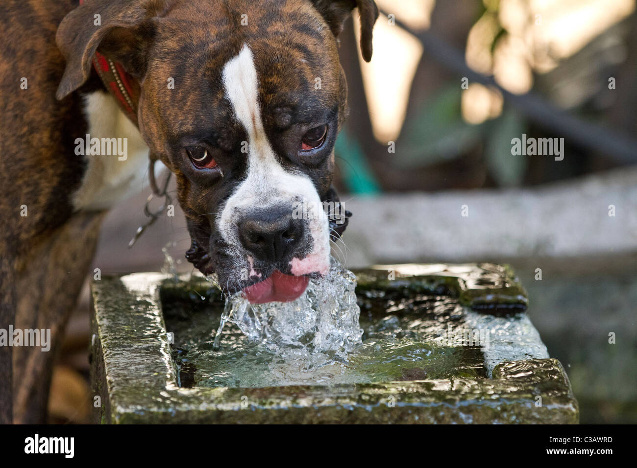 Chien Boxer mâle adulte l'eau potable à une fontaine. Headshot en plein air Banque D'Images